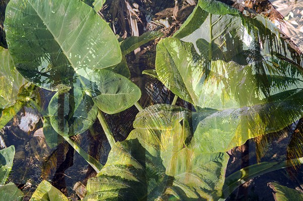 flora_4