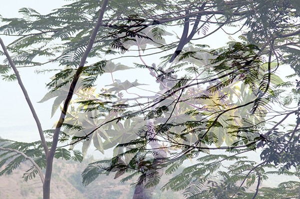 flora_3