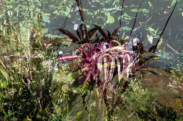 flora_8