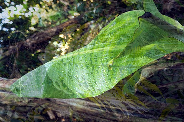 flora_2
