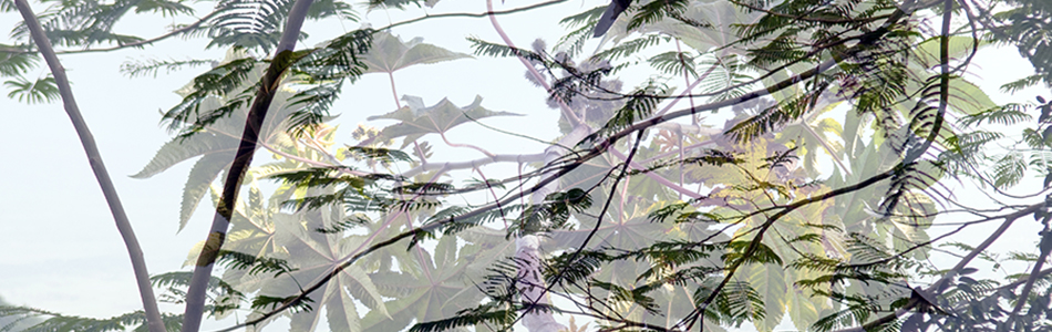 flora_3_pres1