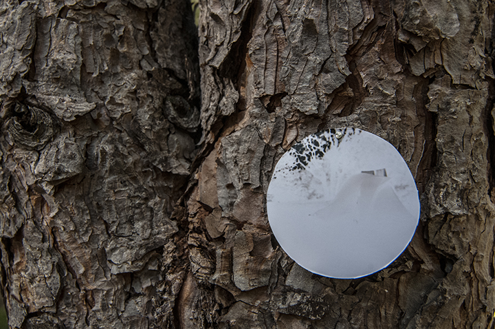onTrees15