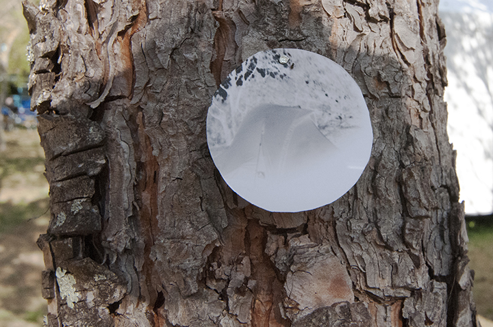 onTrees5