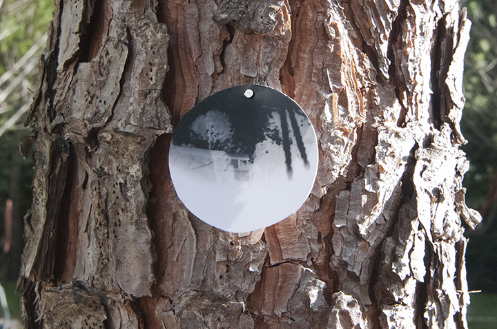 onTrees13