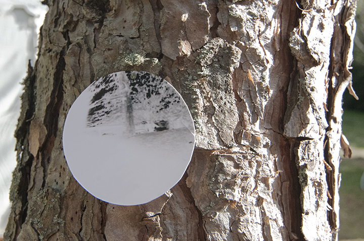 onTrees12