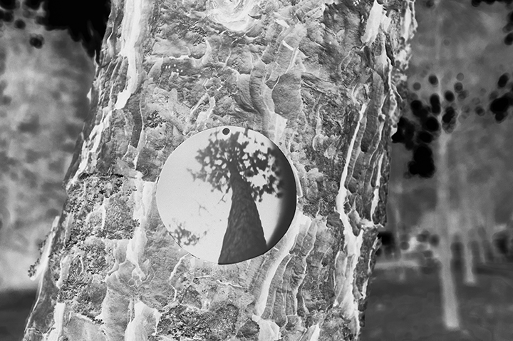 onTrees17