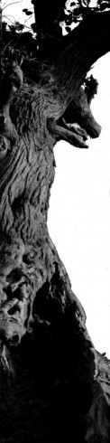 nscholtus_sentiersRouges1
