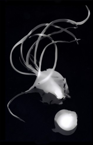 oignogramme.3