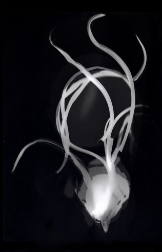 oignogramme.2