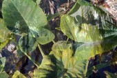 flora_4