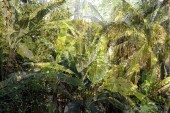 flora_5