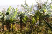 flora_6
