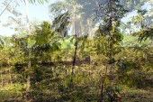 flora_9