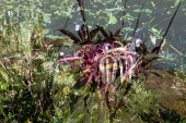 flora_8