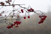 _DSC5496