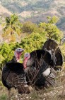 série_Haïti52