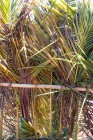 série_Haïti40