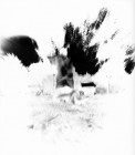 nomadicV_8
