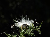 DSCF1225
