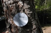 onTrees7