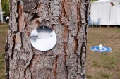 onTrees11