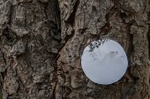 onTrees15