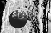 onTrees27