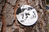 onTrees9