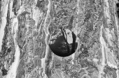 onTrees19