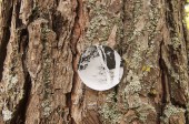 onTrees3
