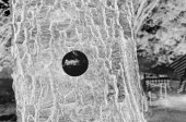 onTrees18