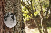 onTrees4