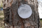onTrees5