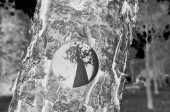 onTrees17