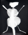 rayogramme1