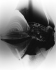 CCRN_OTM 4