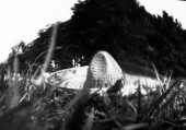 fnel25_12b