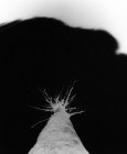 neckel