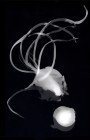 oignogramme.3