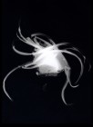oignogramme.1
