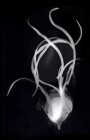 oignogramme.2