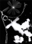 roulot'ographe_kufa0812_rayogramme3