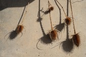 Clowns_Caravane375